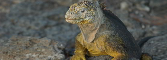 Cruceros de Lujo por Islas Galápagos
